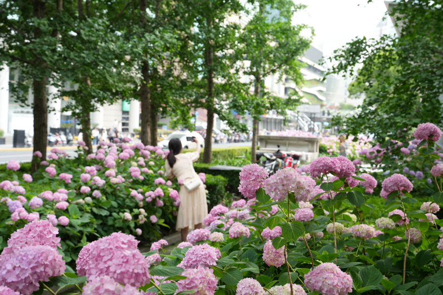 上海加緊研發(fā)與推廣更適合本地水土的花卉品種 申城繡球花超長“待機(jī)”還會變色